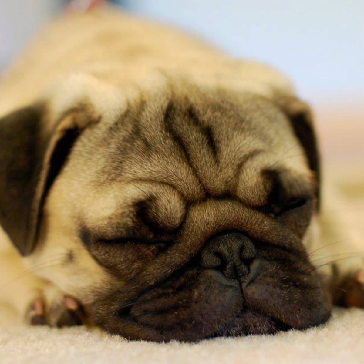 Baby Pug sleeping.