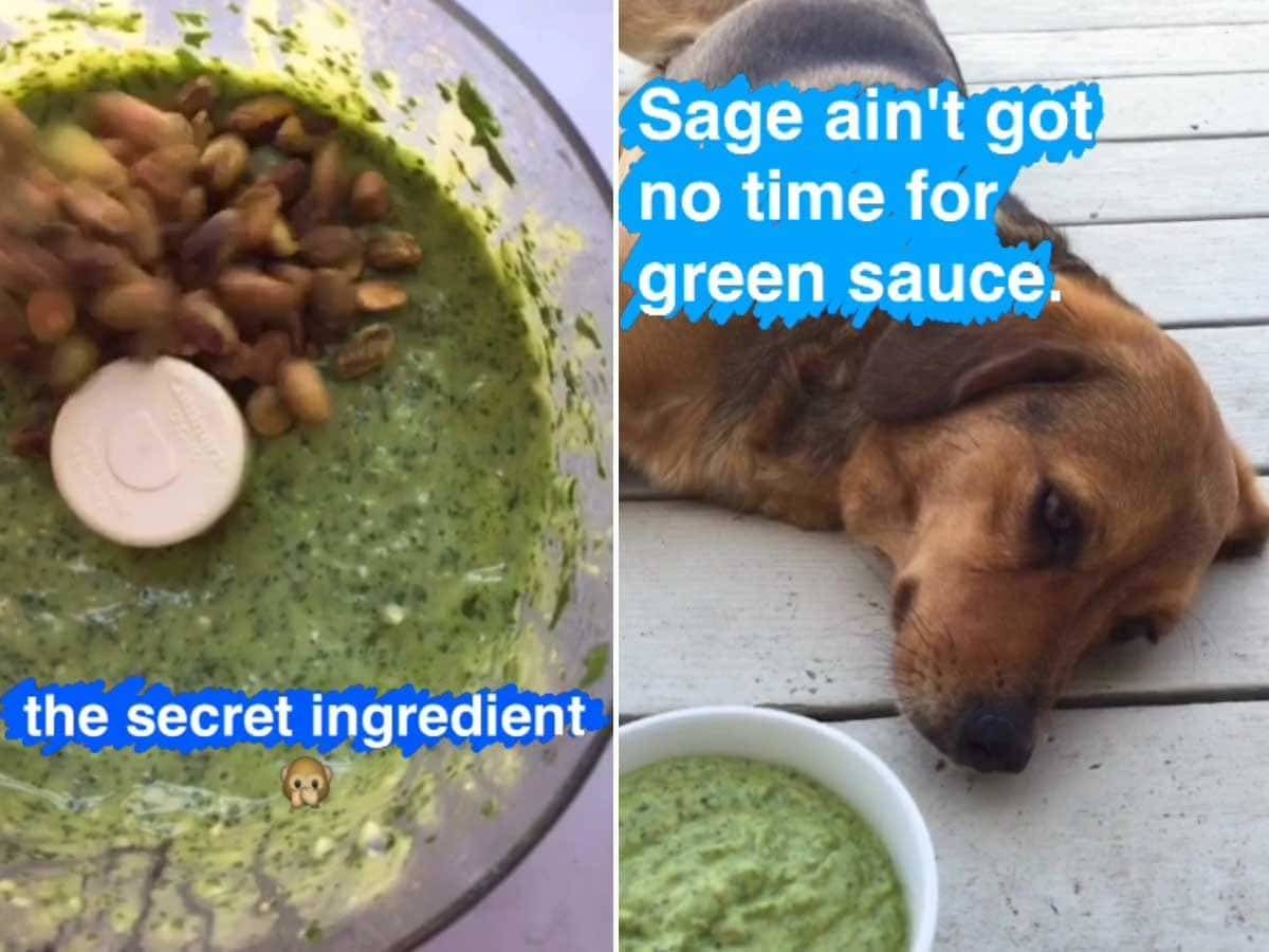 Dog laying on deck with magic green sauce.